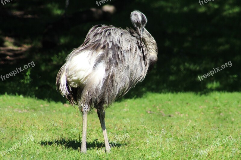 Bird Ostrich Field Wildlife Free Photos