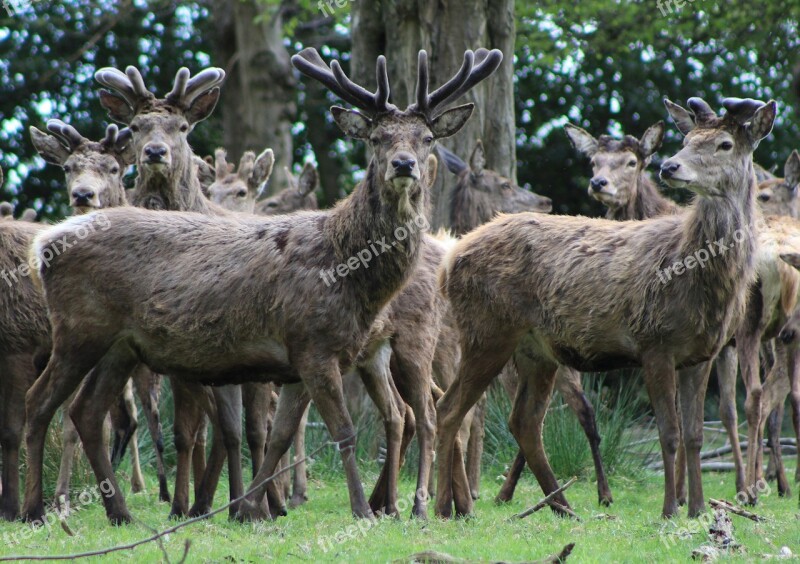 Stags Antlers Deer Free Photos