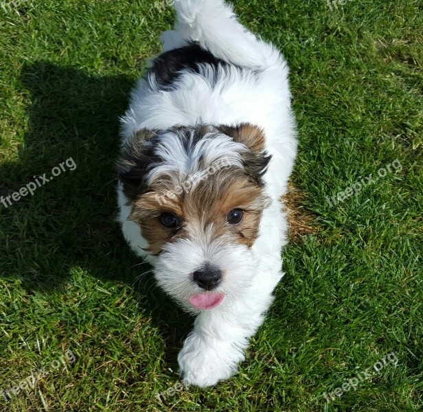 Puppies Biewer Yorkshire Dog Animal Free Photos