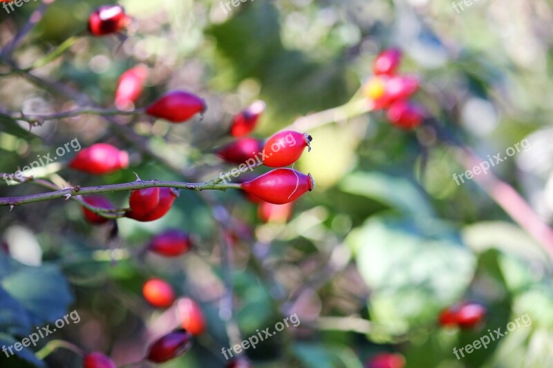 Rose Hip Autumn Red Berries Shrub Free Photos