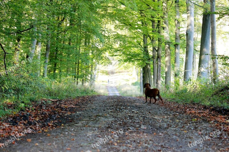 Sunny Day Stroll Nature Stand By Road