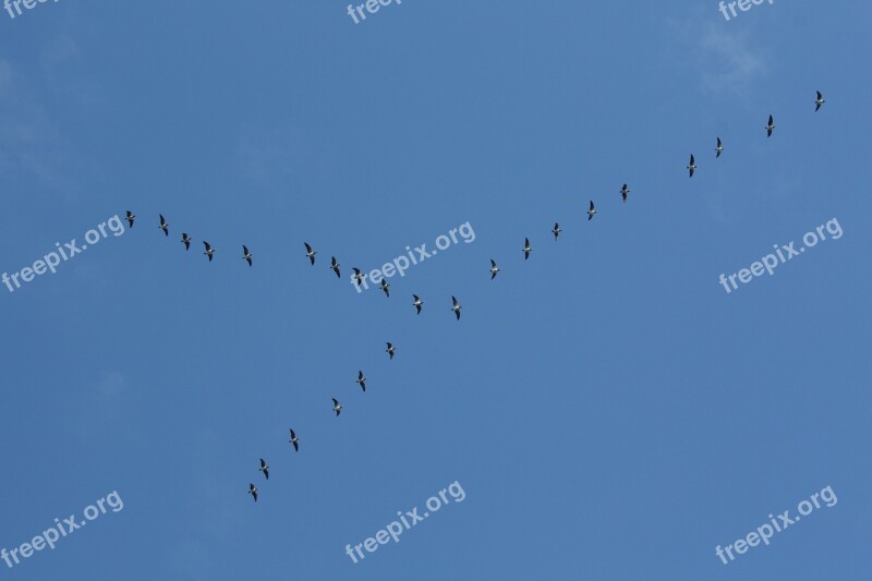 Birds Wedge Formation Travel Bird Flight Nature