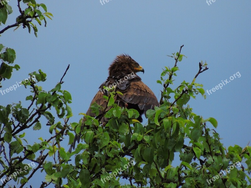 Eagle Spotted Eagle Raptor Free Photos