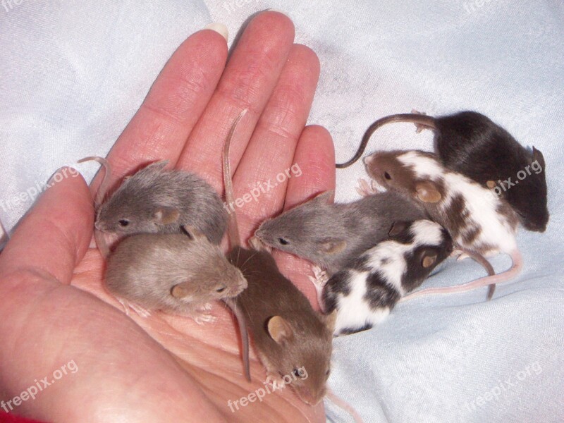 Mouse Baby Litter Animals The Hand