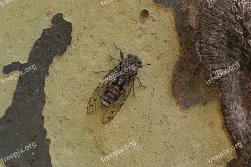 Cicada Provence Insect Nature Spring