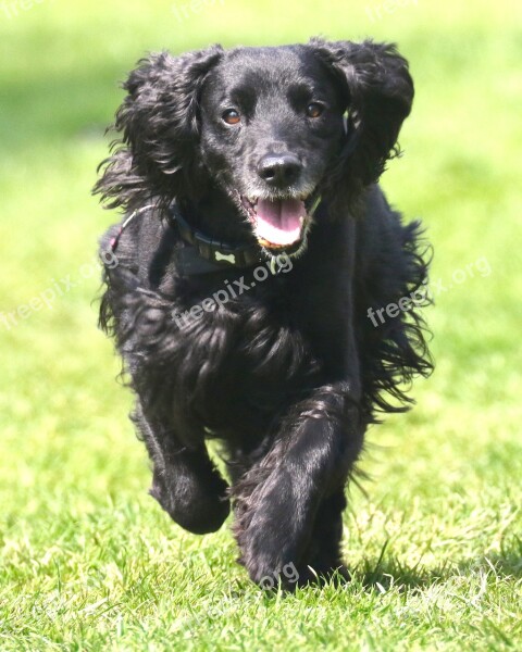 Cocker Spaniel Working Cocker Dog Pet Spaniel