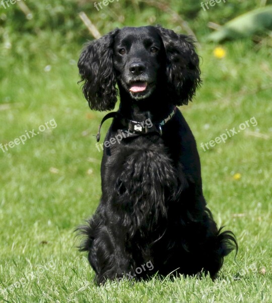 Cocker Spaniel Dog Cocker Spaniel Pet