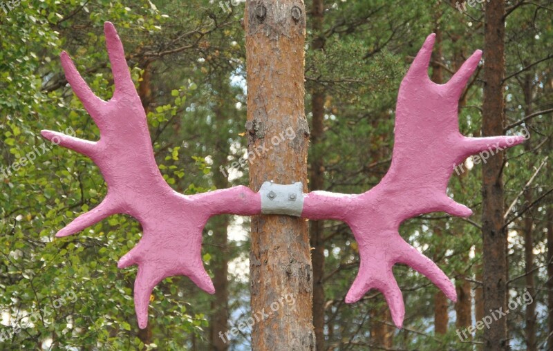 Moose Antler Norway Moose Antler Pink