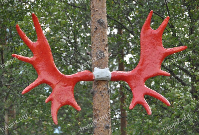 Moose Antler Norway Moose Antler Red