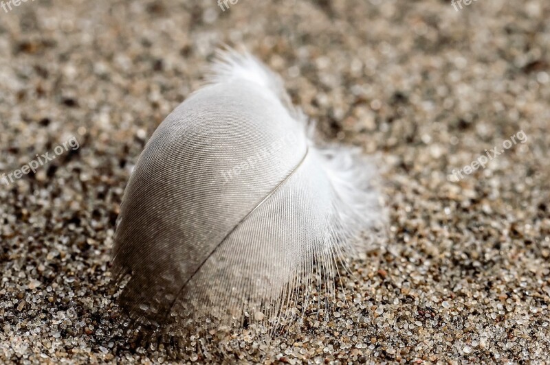 Feather White Sand Plumage Slightly