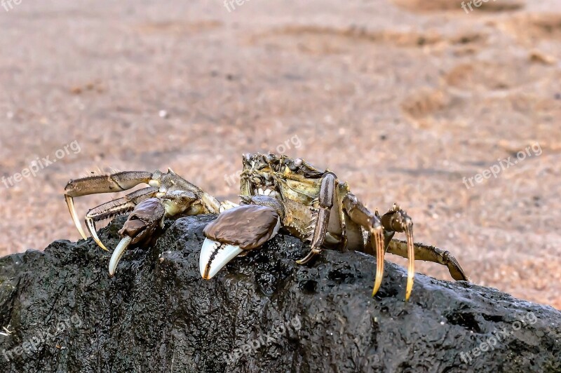 Crab Sea Ocean Coast Beach