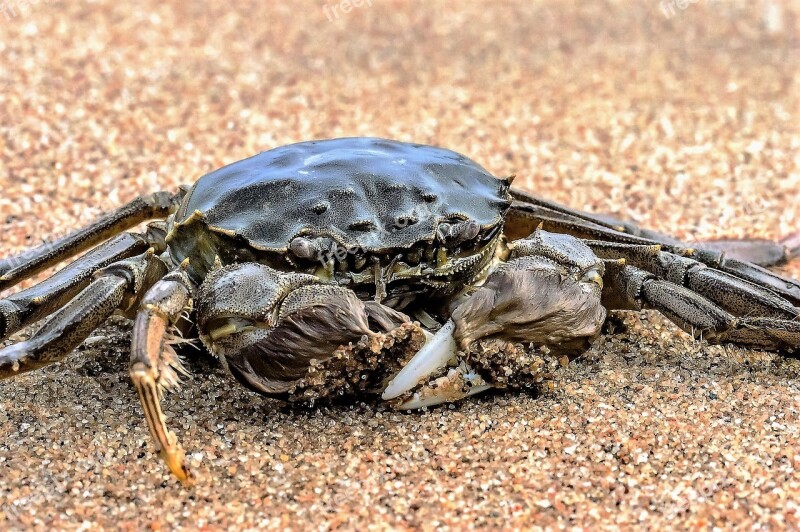 Crab Sea Ocean Coast Beach