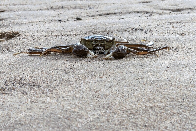 Crab Sea Ocean Coast Beach