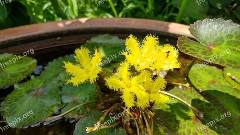 Flowers Aquatic Plants Water Lilies Free Photos