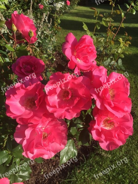 Flowers Red Roses Nature Garden Free Photos