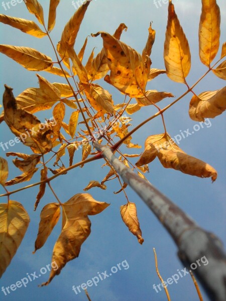 Tree Sky Foliage Blue Nature