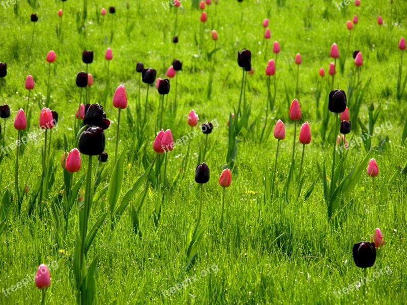 Meadow Flowers Tulips Nature Blossom