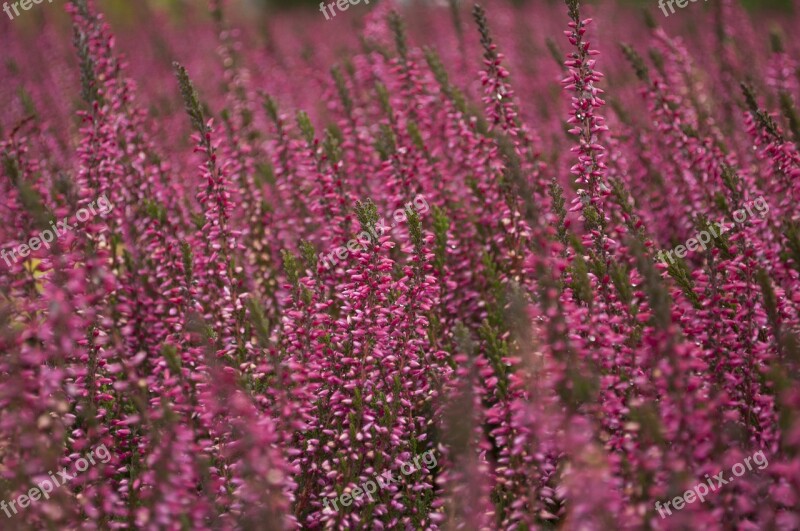 Nature Autumn Heathers Violet Purplish