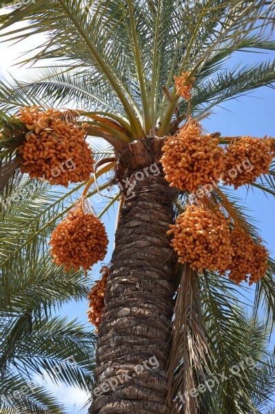 Palm Palm Fruits Plant Frond Free Photos