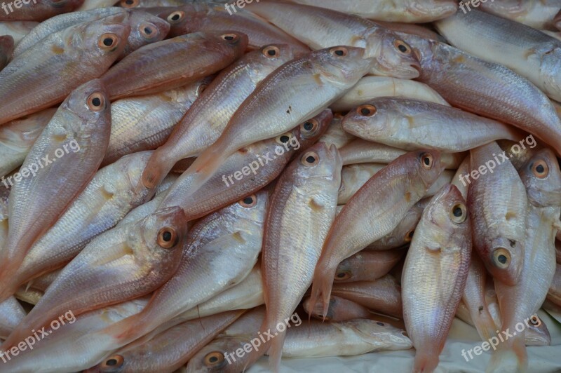 Animals Fish Barbunia Market Buy