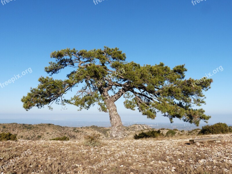 Singular Tree Pine Montsant Pi Cugat Free Photos