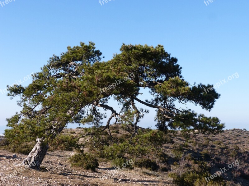 Singular Tree Pine Montsant Pi Cugat Free Photos