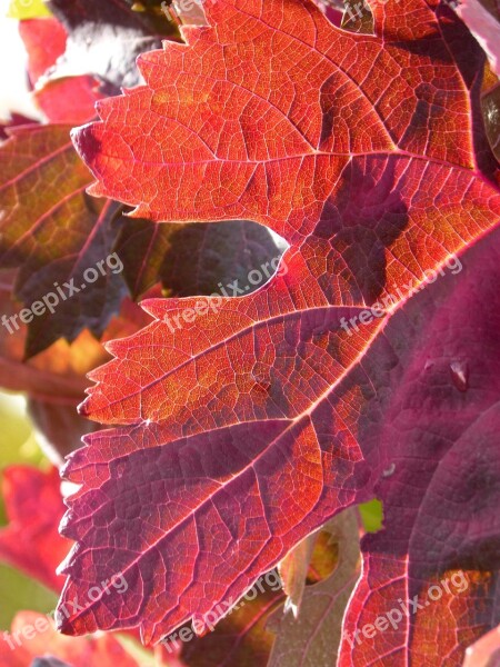 Leaf Red Leaf Vine Vine Leaf October