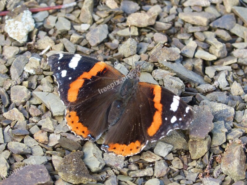 Butterfly Atalanta Vanessa Atalanta Detail Beauty