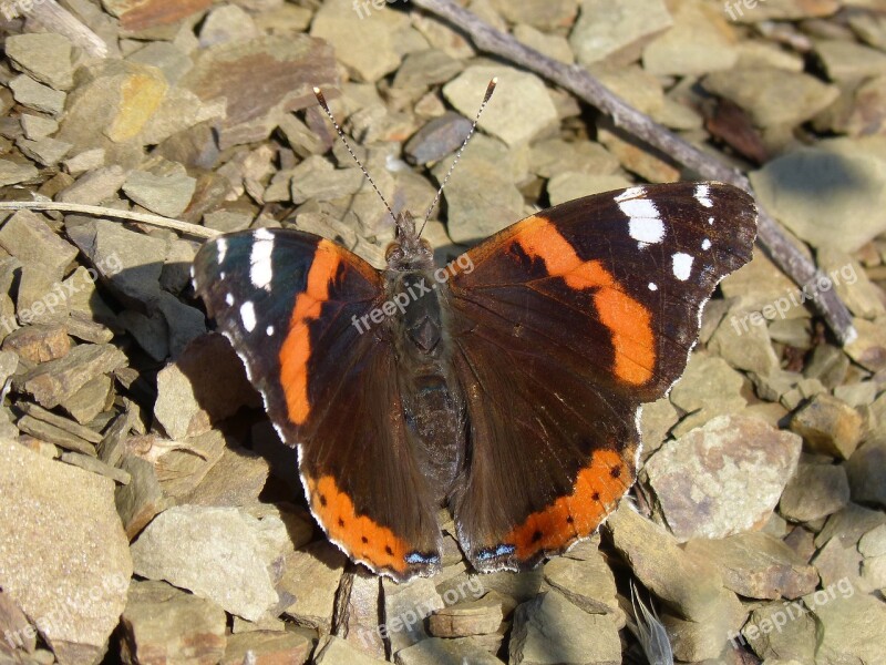 Butterfly Atalanta Vanessa Atalanta Detail Beauty