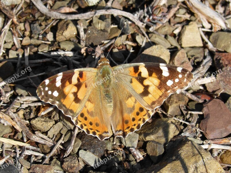 Butterfly Vanessa Cardui Vanessa Of Thistles Vanesa From Thistles Free Photos