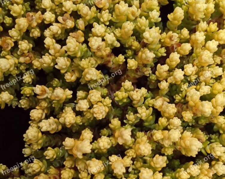 Sedum Stonecrop Yellow Orpiment Succulent Crassulacae