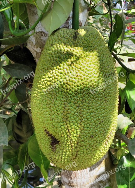 Thailand Jackfruit Jacques Fruit Tropical