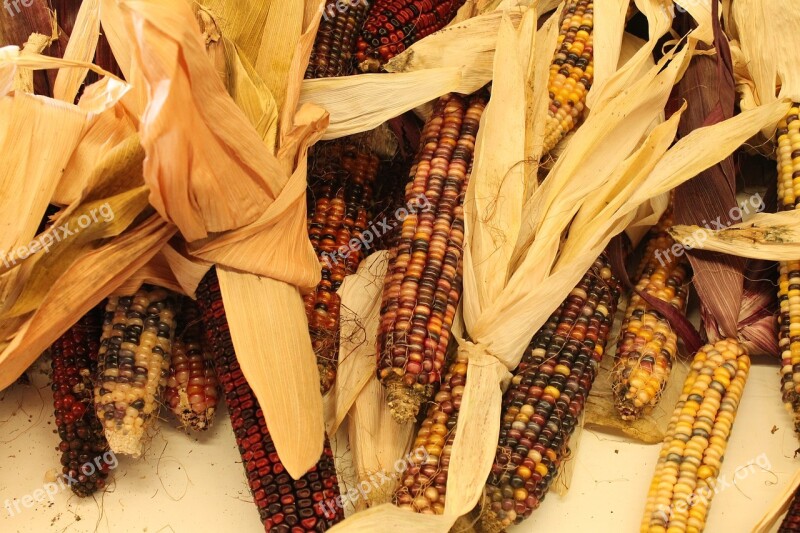 Autumn Indian Corn Corn Indian Fall