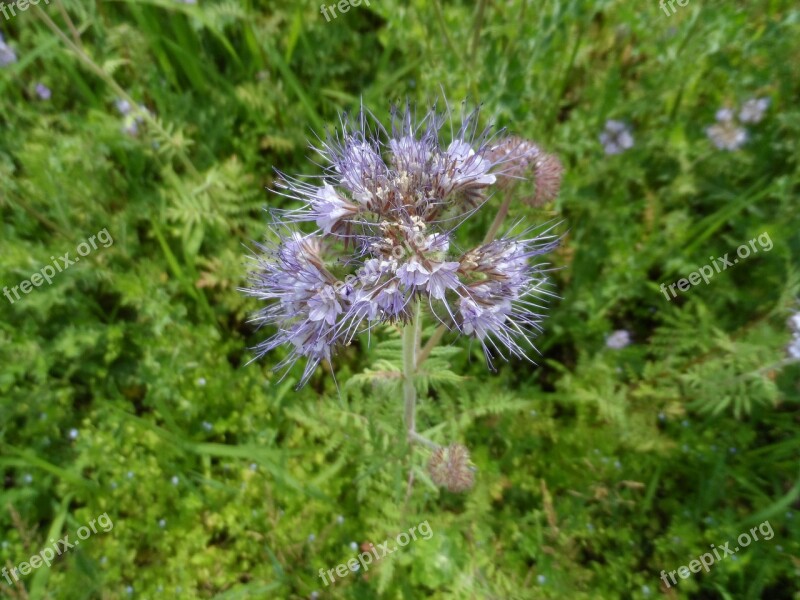 Bees Bee Friend Bueschelschoen Tufted Flower Phacelia