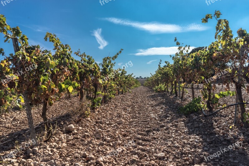 Vine Vines Wine Agriculture Rioja