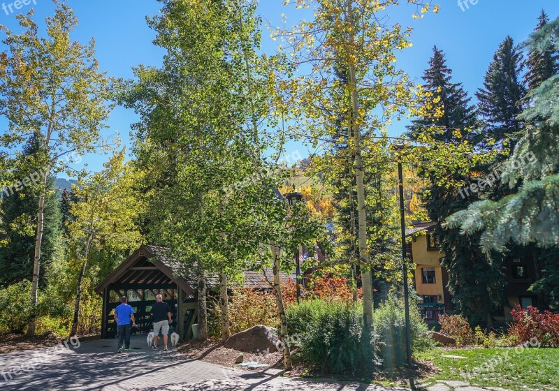 Vail Colorado Forest Nature Foliage