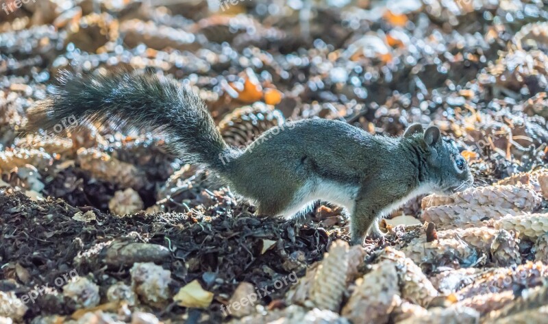 Squirrel Pine Cones Brown Animal Cute