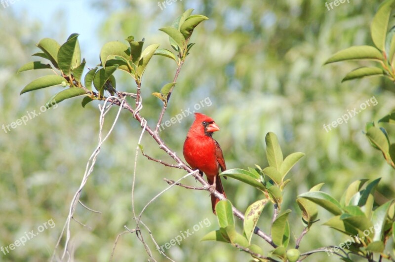 Cardinal Male Redbird Wildlife Bird