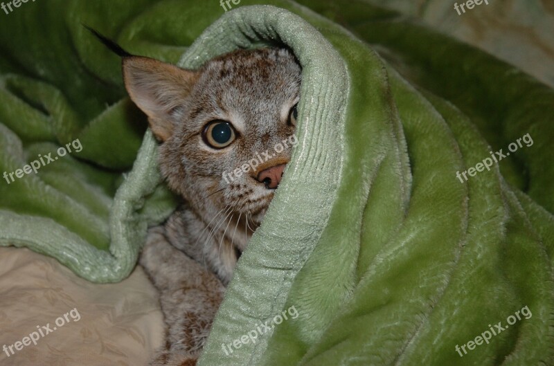 Bobcat Cub Young Blanket Hiding