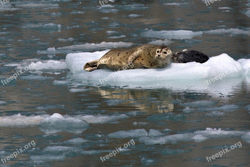 Harbor Seals Ice Looking Coast Alaska