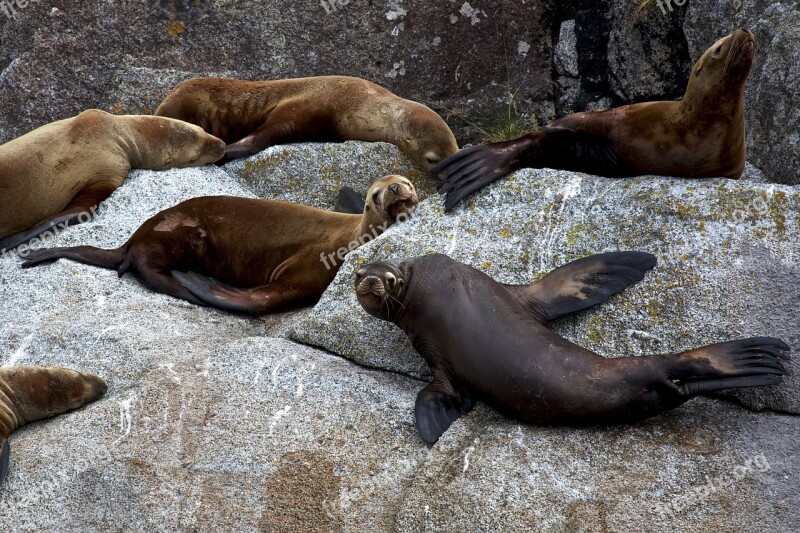 Stellar Sea Lions Rocks Sleeping Looking Coast