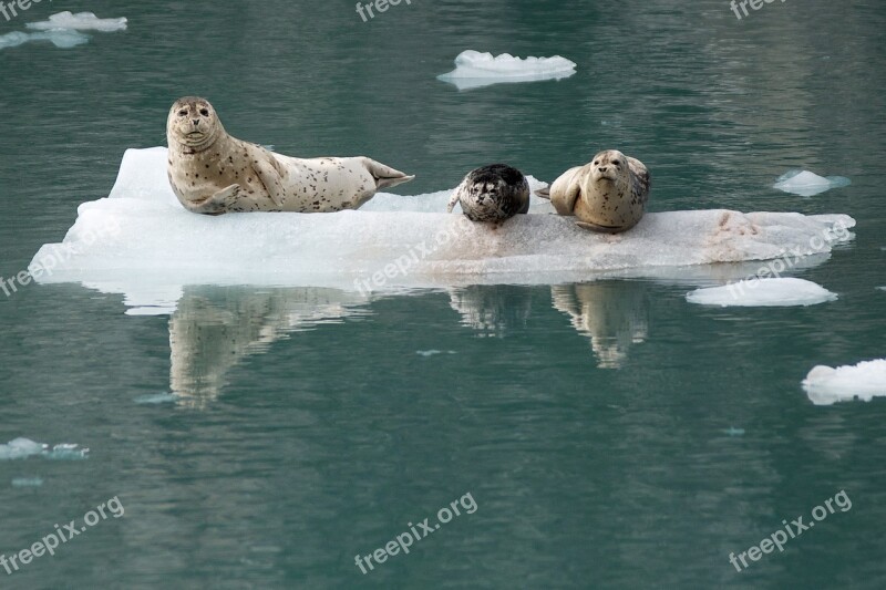 Harbor Seals Ice Looking Coast Alaska