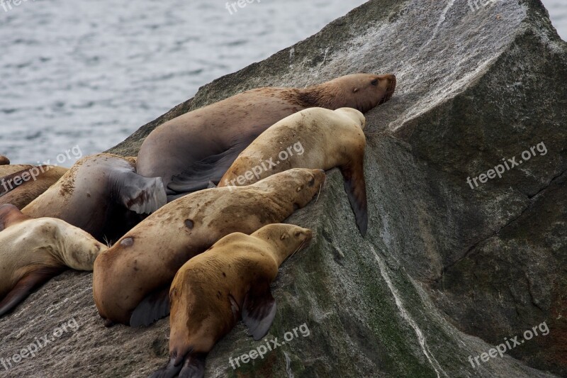 Stellar Sea Lions Rocks Sleeping Coast Alaska