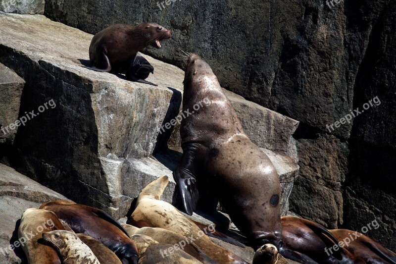 Sea Lions Rocks Coast Alaska Kenai Fjords National Park