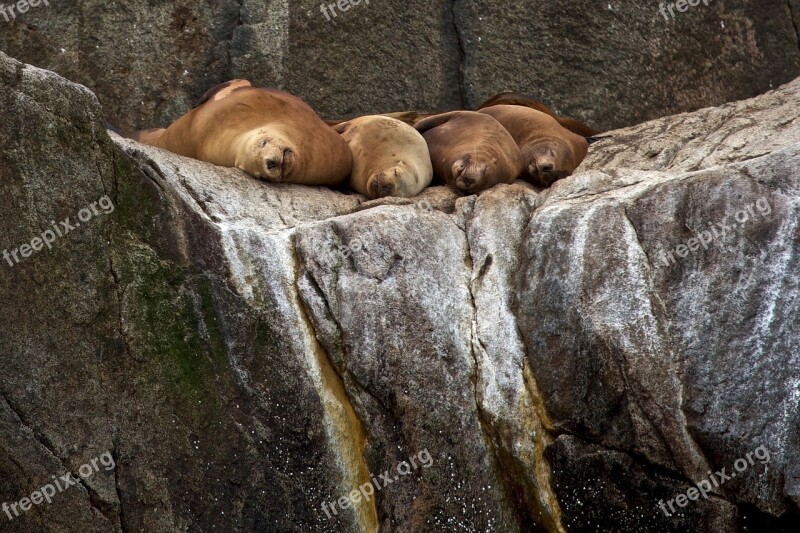 Stellar Sea Lions Rocks Sleeping Coast Alaska