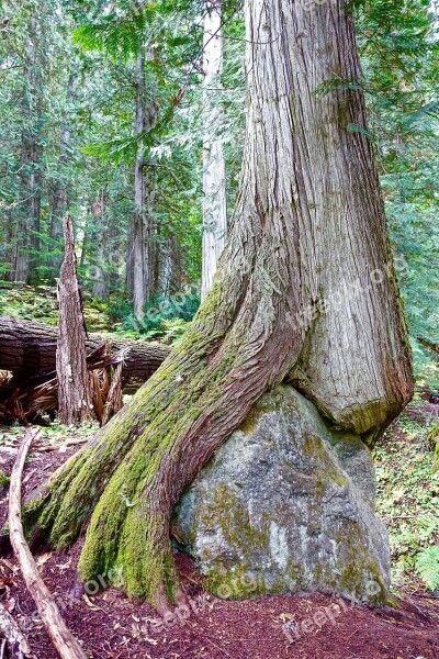 Trunk Rock Engulf Surround Nestle