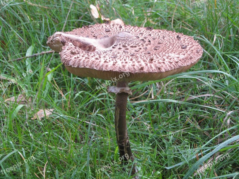 Mushroom Autumn Forest Fly Agaric Free Photos