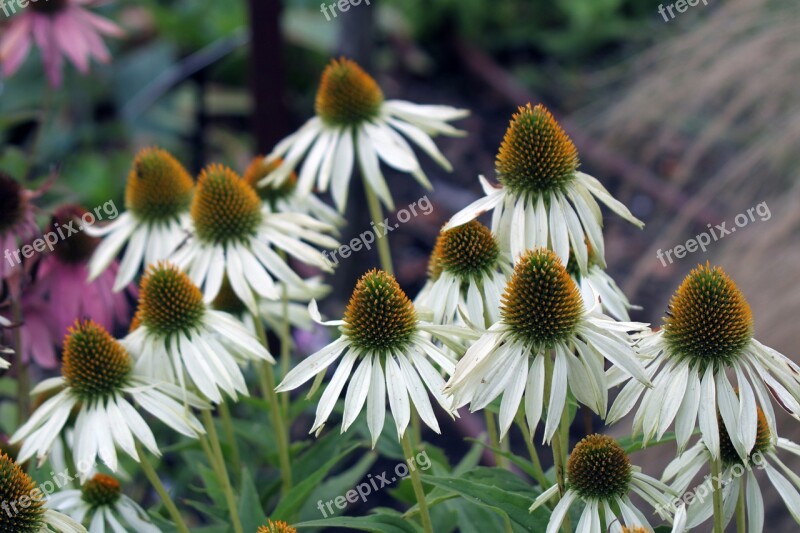 Flower White Beautiful Flower Nature White Flowers