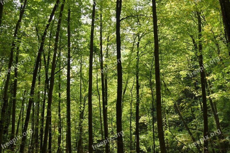 Forest Trees Sunlight Background Backdrop