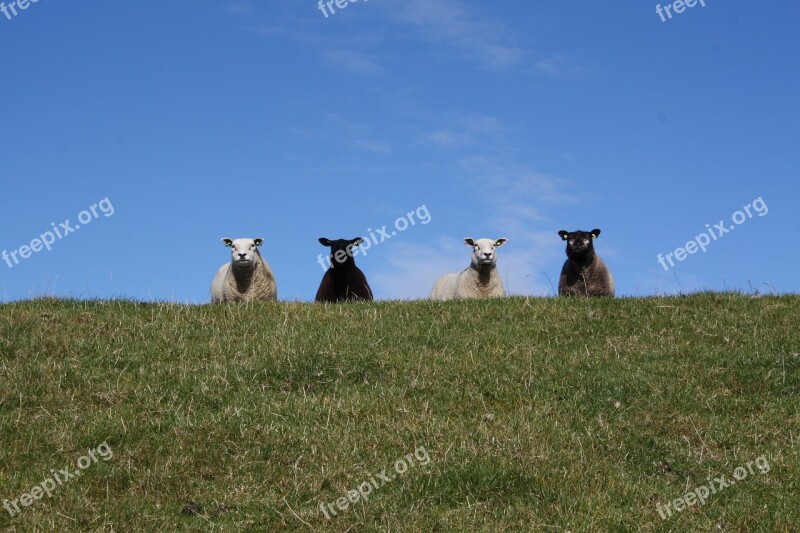 Sheep Flock Schäfchen Dike Wool